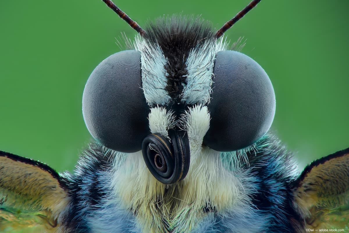 Closeup of butterfly head Image Credit: AdobeStock/Dwi