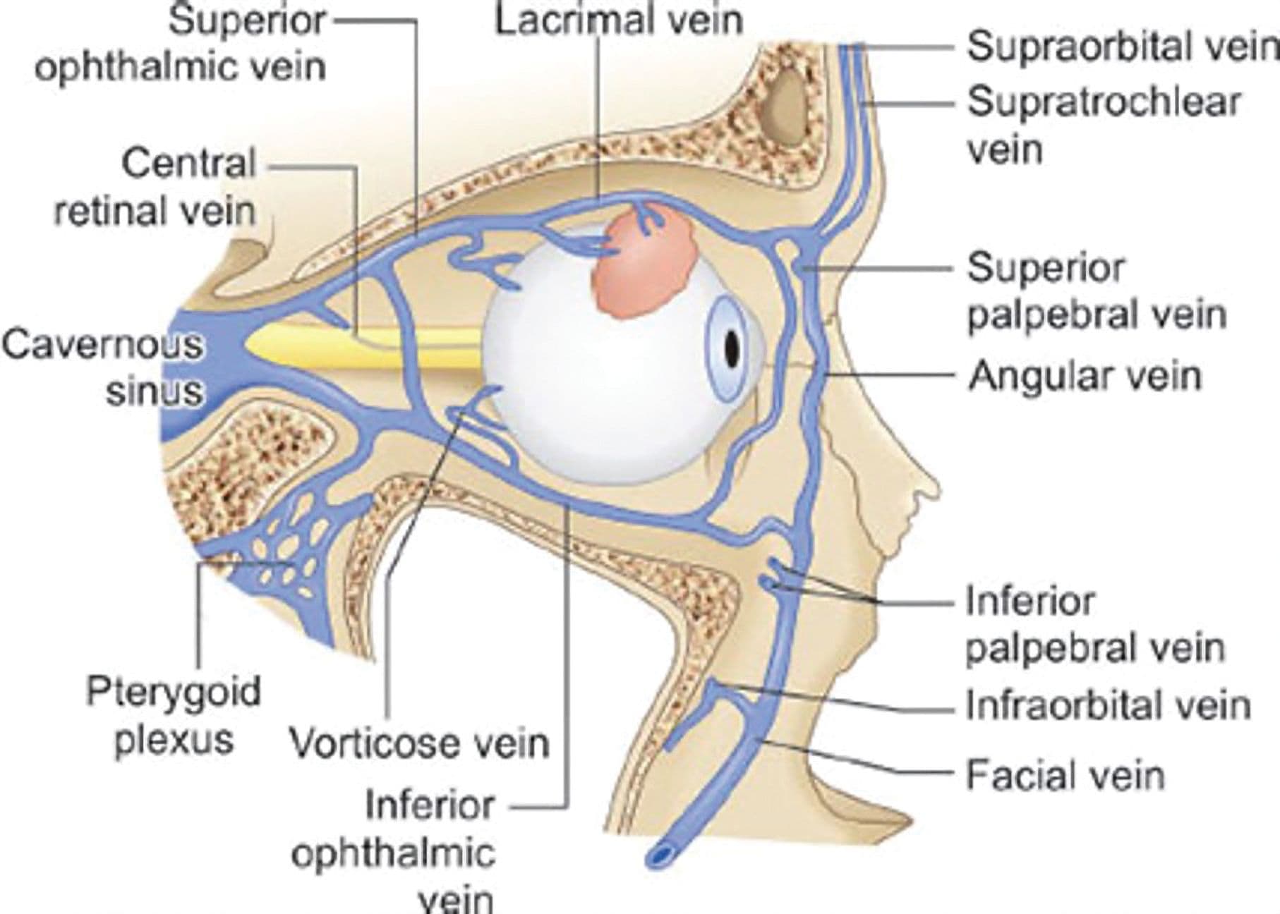 Illustration of superior ophthalmic vein.(Image courtesy of Chris Gralapp)