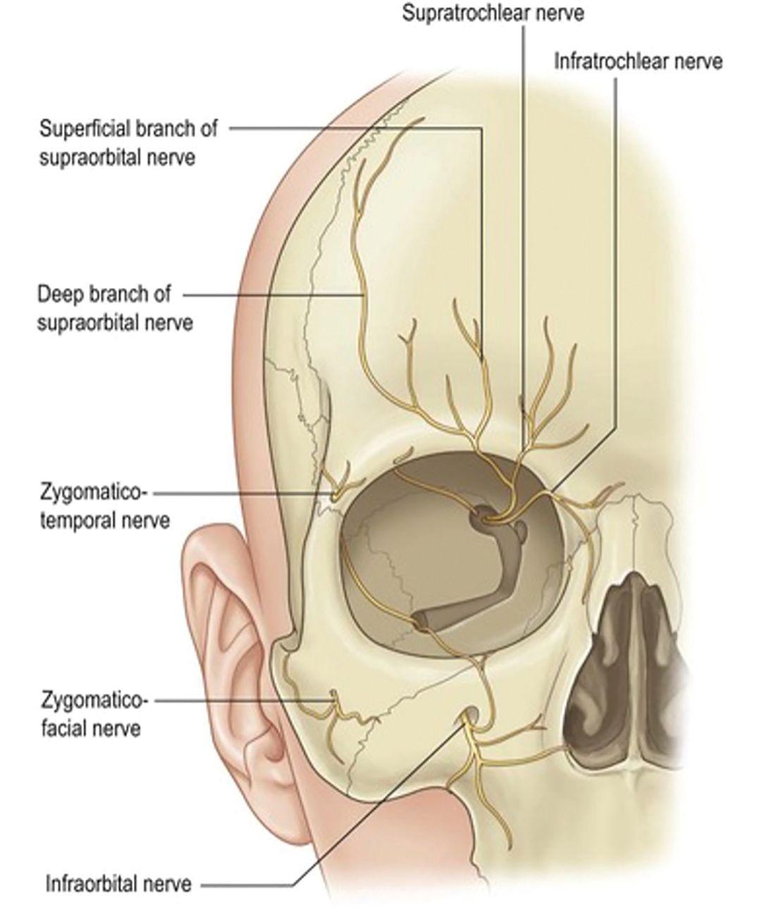 The branches of the trigeminal nerve, responsible for the sensation in the face, can be impacted by allergies. (Image courtesy of Richard J. Warren/plasticsurgerykey.com)